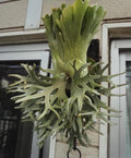 Platycerium willinckii “jade girl” Staghorn Fern Rare Starter Plant **(ALL STARTER PLANTS require you to purchase 2 plants!)**