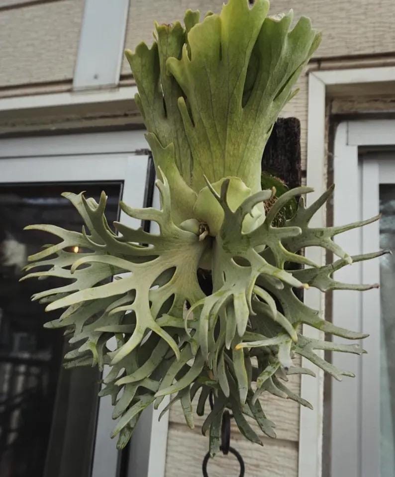 Platycerium willinckii “jade girl” Staghorn Fern Rare Starter Plant **(ALL STARTER PLANTS require you to purchase 2 plants!)**