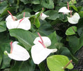 Anthurium White heart starter plant **(ALL plants require you to purchase ANY 2 plants!)**