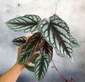 Rex begonia vining 4” pot **(ALL plants require you to purchase ANY 2 plants!)**