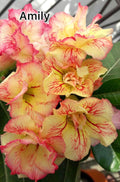 Desert rose Amily adenium obesum rare flower starter plant **(ALL plants require you to purchase ANY 2 plants!)**