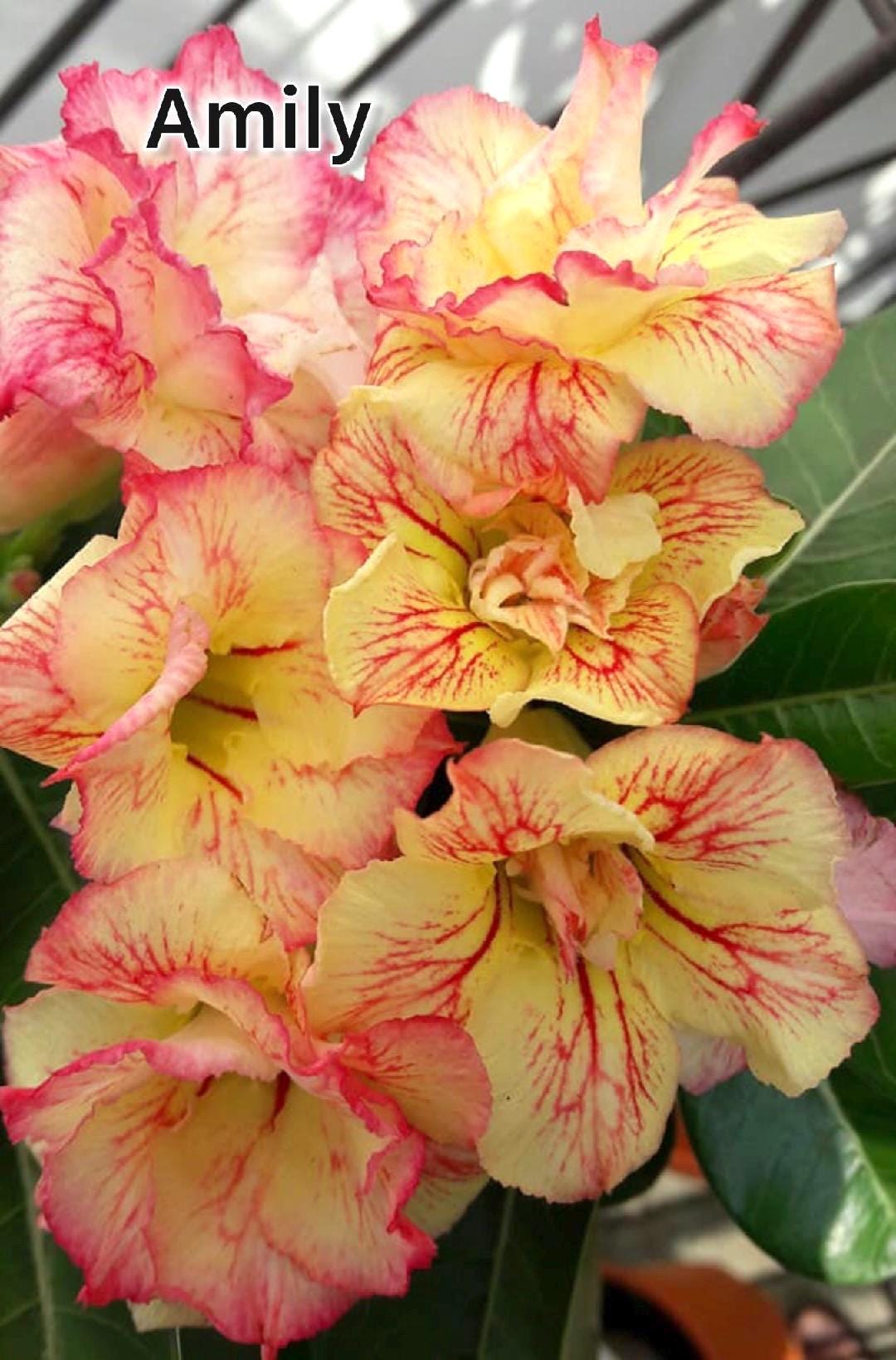 Desert rose Amily adenium obesum rare flower starter plant **(ALL plants require you to purchase ANY 2 plants!)**