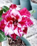 Desert rose “Smoothie” adenium obesum rare flower starter plant **(ALL plants require you to purchase ANY 2 plants!)**