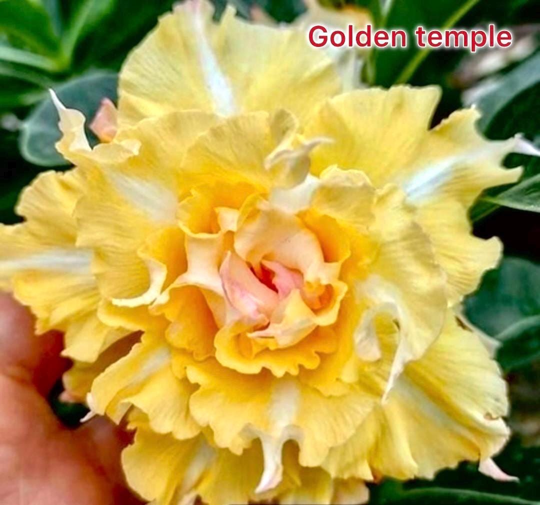 Desert rose “golden temple” adenium obesum rare flower starter plant **(ALL plants require you to purchase ANY 2 plants!)**