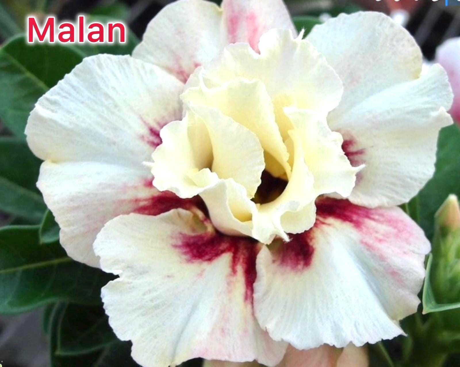 Desert rose Malan adenium obesum rare flower starter plant **(ALL plants require you to purchase ANY 2 plants!)**