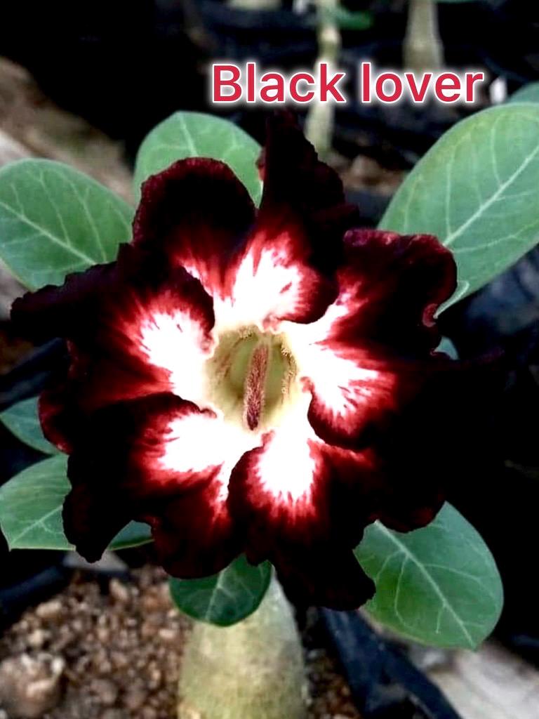 Desert rose black lover adenium obesum rare flower starter plant **(ALL plants require you to purchase ANY 2 plants!)**