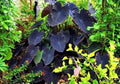 Colocasia black sapphire gecko starter plant **(ALL plants require you to purchase ANY 2 plants!)**