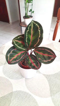 Calathea Roseopicta starter plant **(ALL plants require you to purchase ANY 2 plants!)**