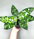 Aglaonema Pictum tricolor multi stem 4” plant  **(ALL plants require you to purchase ANY 2 plants!)**