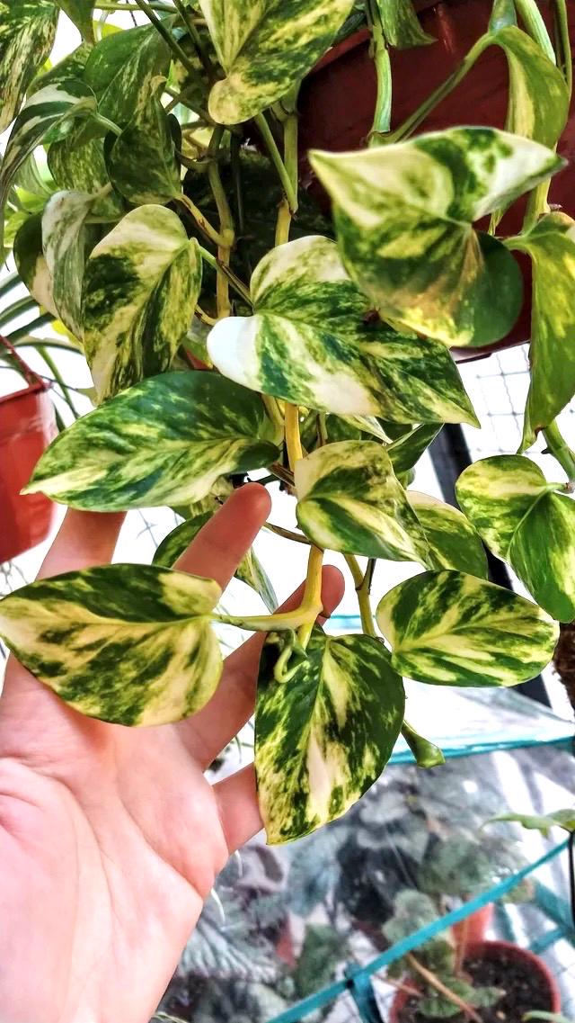 Golden Pothos starter plant **(ALL plants require you to purchase ANY 2 plants!)**