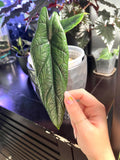 Alocasia Samar lance green RARE starter plant **(MUST purchase ANY 2 plants to complete order!)**