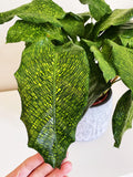 Calathea Musaica Network 2” plant **(ALL plants require you to purchase ANY 2 plants!)**