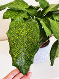 Calathea Musaica Network 4” pot **(ALL plants require you to purchase ANY 2 plants!)**