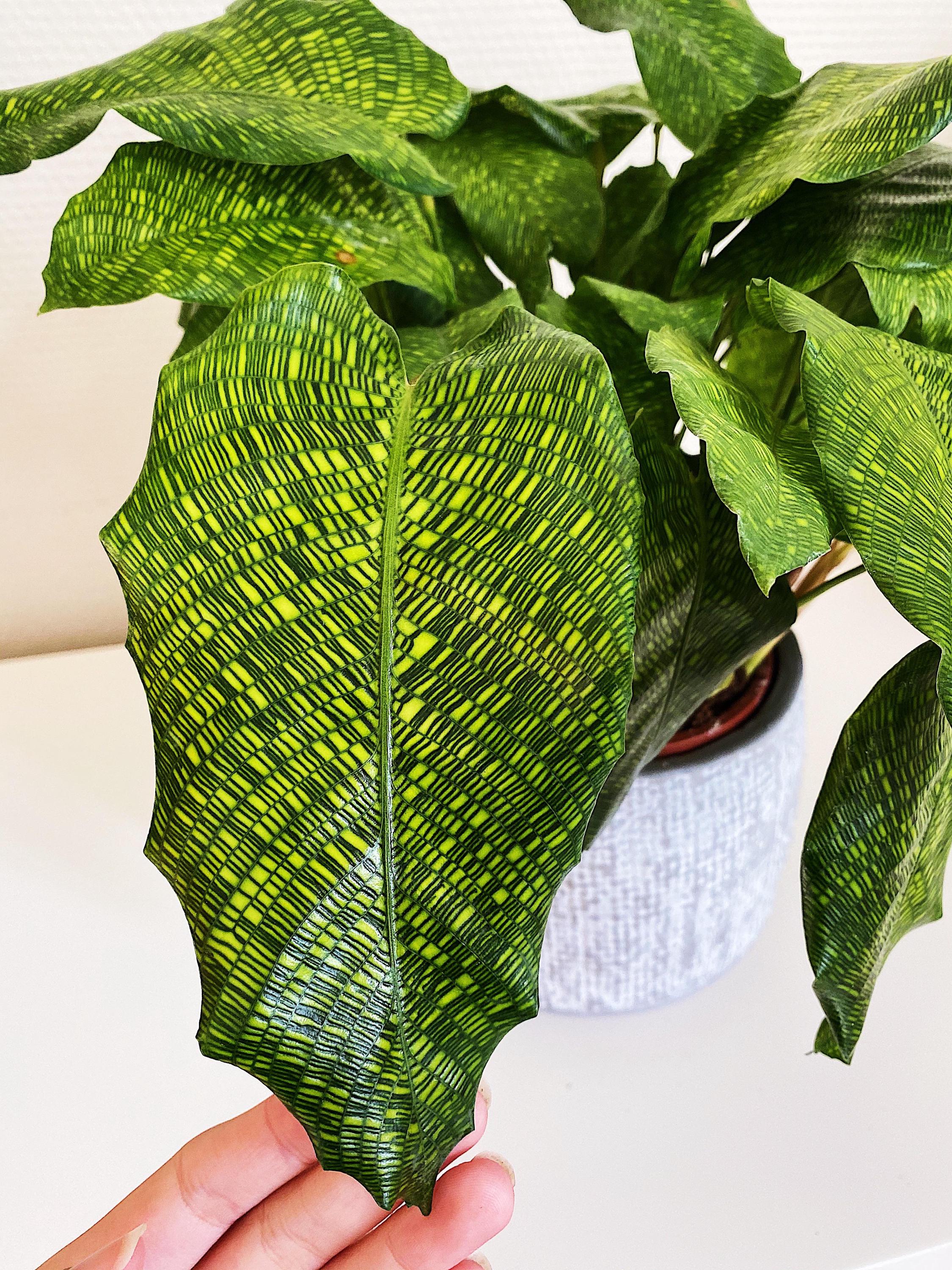 Calathea Musaica Network 4” pot **(ALL plants require you to purchase ANY 2 plants!)**