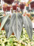 Peperomia Maculosa “whale fin” rare starter plant **(ALL plants require you to purchase ANY 2 plants!)**