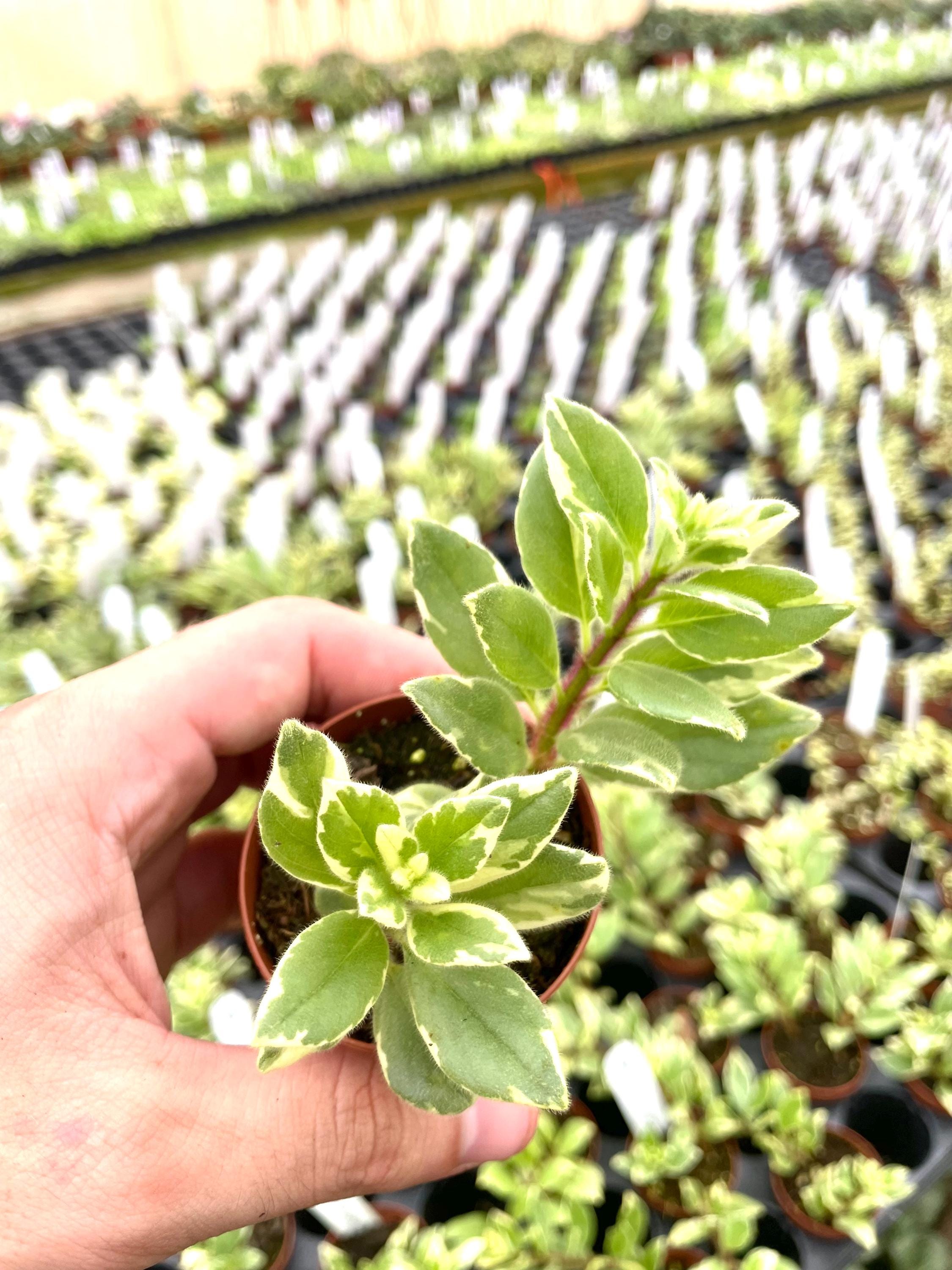 Columnea hirta variegated “light prince” 2” plant **(ALL plants require you to purchase ANY 2 plants!)**