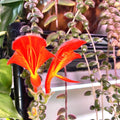 Columnea gloriosa “flying goldfish plant” 2” plant **(ALL plants require you to purchase ANY 2 plants!)**