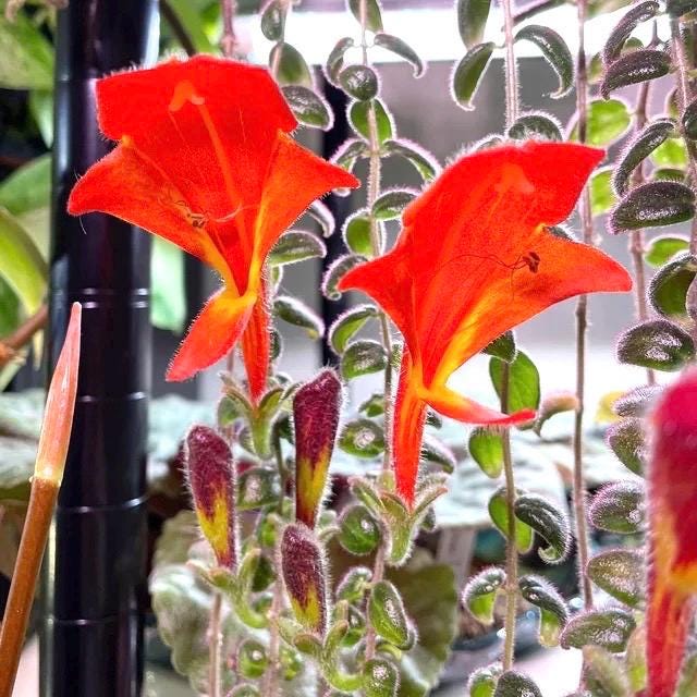 Columnea Broget stravanger variegated  “flying goldfish plant” starter plant **(ALL plants require you to purchase ANY 2 plants!)**