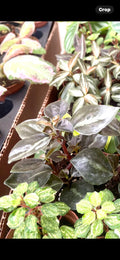 Peperomia Metallica var columbiana 2” plant **(ALL plants require you to purchase ANY 2 plants!)**