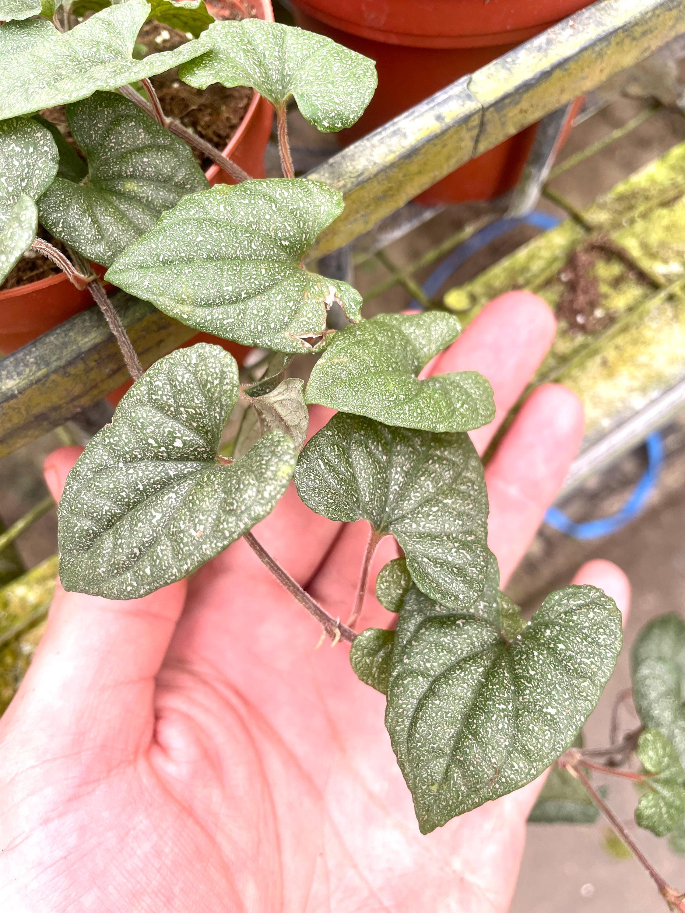 Peperomia Silver Flecks rare vining starter plant **(ALL plants require you to purchase ANY 2 plants!)**