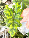 Alocasia Jacklyn Sulawesi 4” plant **(ALL plants require you to purchase ANY 2 plants!)**