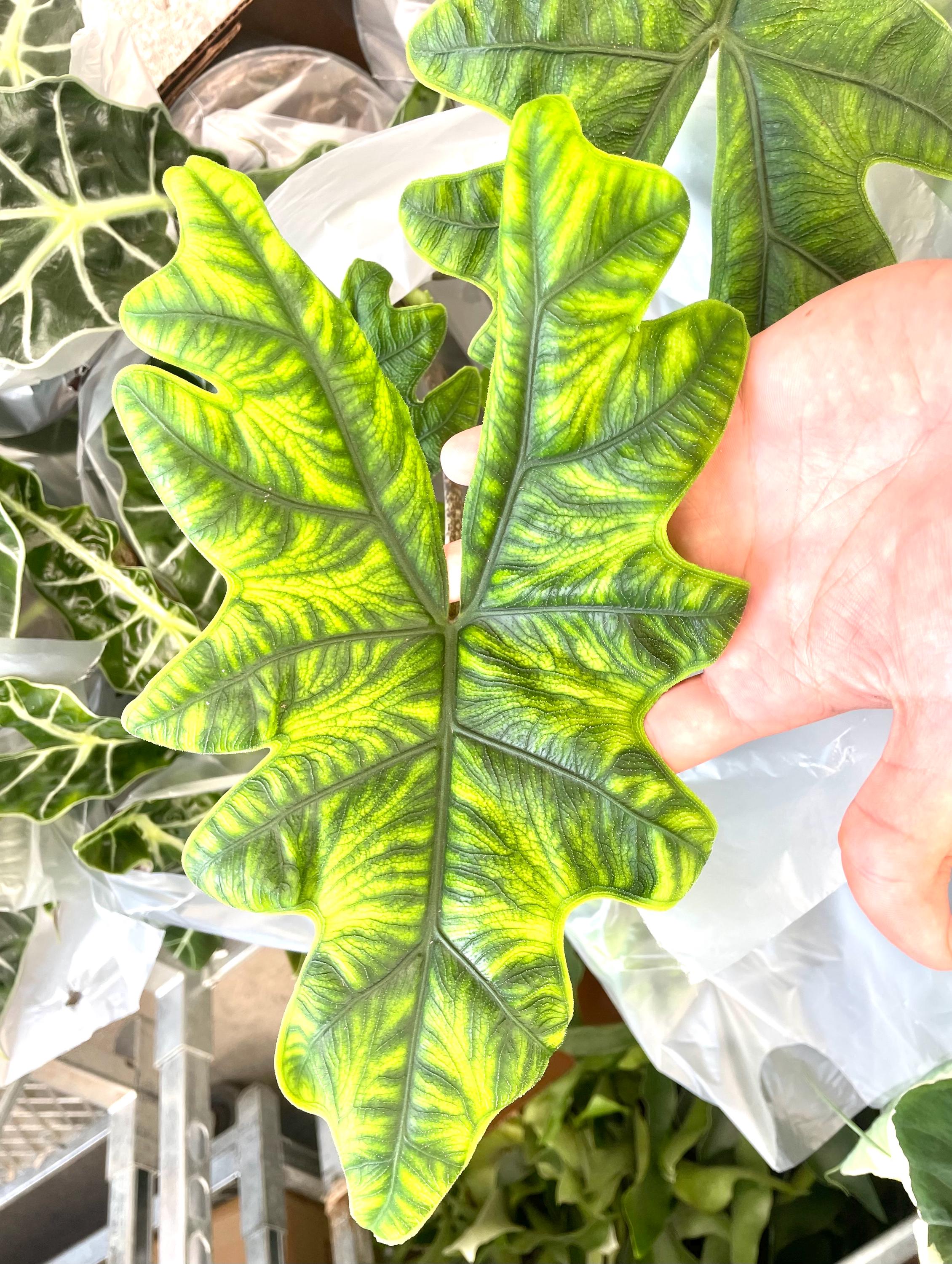 Alocasia Jacklyn Sulawesi 4” plant **(ALL plants require you to purchase ANY 2 plants!)**