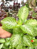 Episcia Faded Jade flowering African violet 2” plant **(ALL plants require you to purchase ANY 2 plants!)**