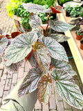 Begonia Rex maculata pink spot “angel wing” starter plant **(ALL plants require you to purchase ANY 2 plants!)**