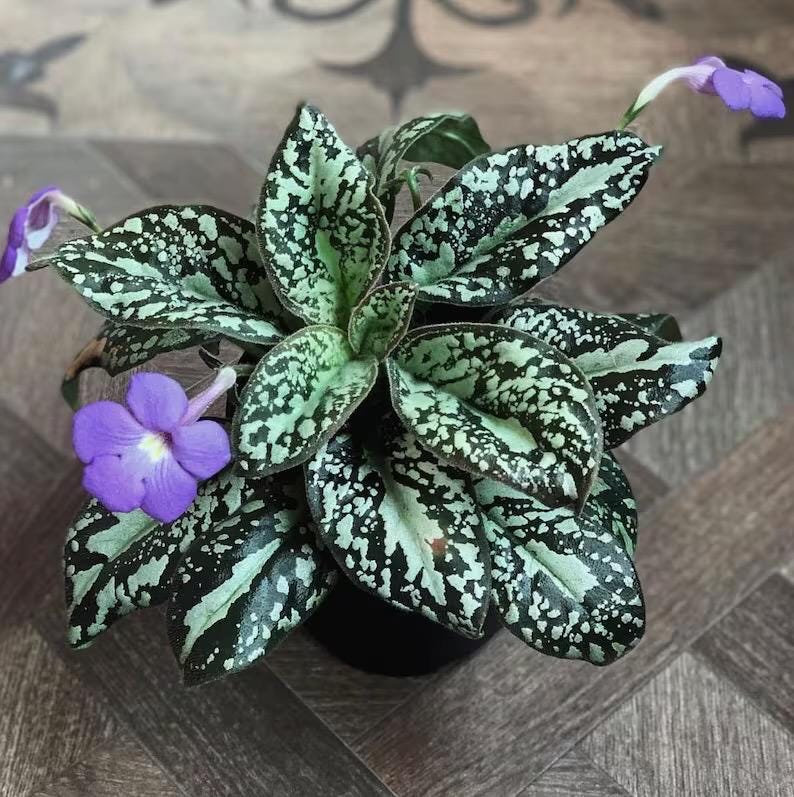 Michaelmoelleria viatnamensis rare variegated flowering gesneriad Super XL plant **(ALL plants require you to purchase ANY 2 plants!)**