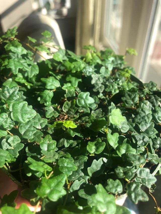 Peperomia quercifolia “string of frogs” creeping fig starter plant **(ALL plants require you to purchase ANY 2 plants!)**