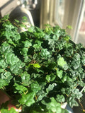 String of Frogs Vining starter plant **(ALL plants require you to purchase ANY 2 plants!)**