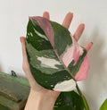 Philodendron Tricolor princess 2” pot **(ALL plants require you to purchase ANY 2 plants!)**