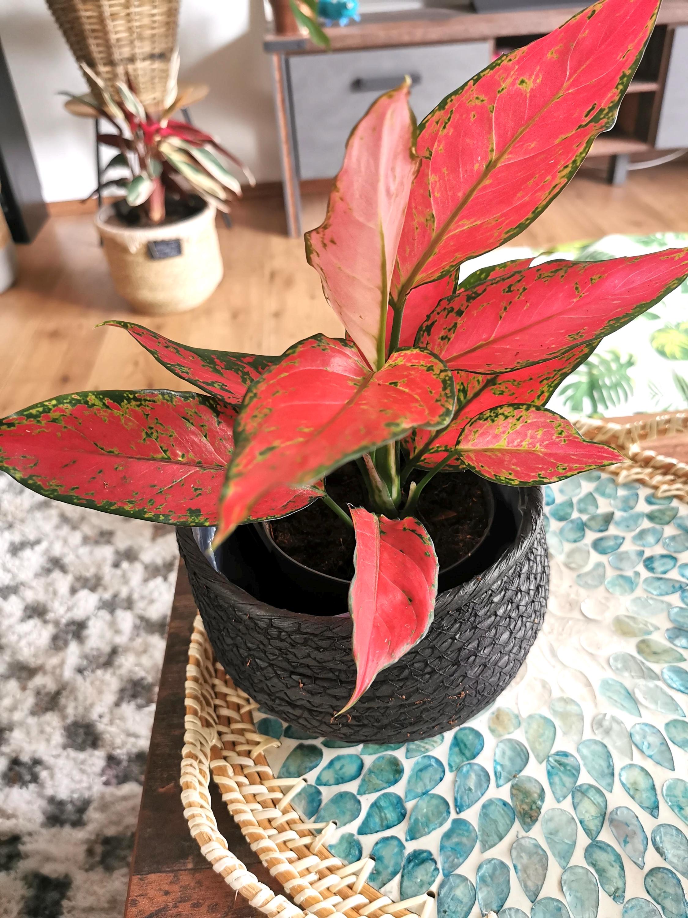Aglaonema Lucky red starter plant **(ALL plants require you to purchase ANY 2 plants!)**