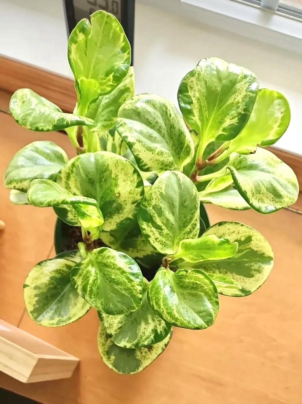 Marble Variegated peperomia obtusifolia starter plant **(ALL plants require you to purchase ANY 2 plants!)**