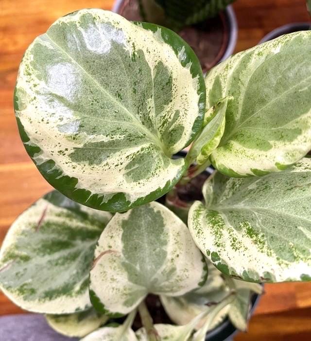 Marble Variegated peperomia XL plant **(ALL plants require you to purchase ANY 2 plants!)**
