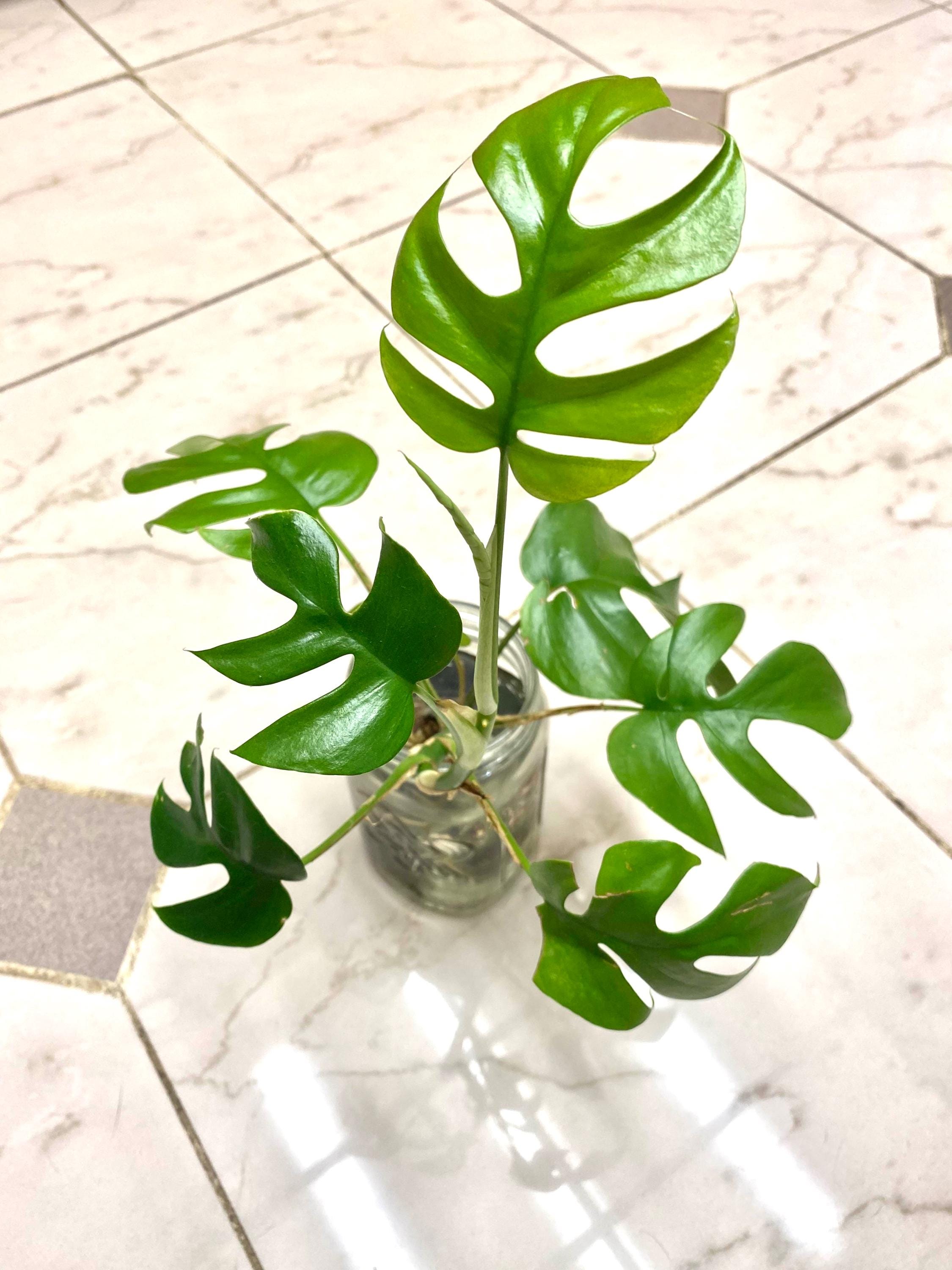 Monstera Ginny “mini monstera” 2” plant **(ALL plants require you to purchase ANY 2 plants!)**