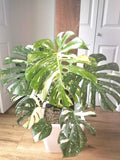 Monstera Thai Constellation 4” plant **(ALL plants require you to purchase ANY 2 plants!)**