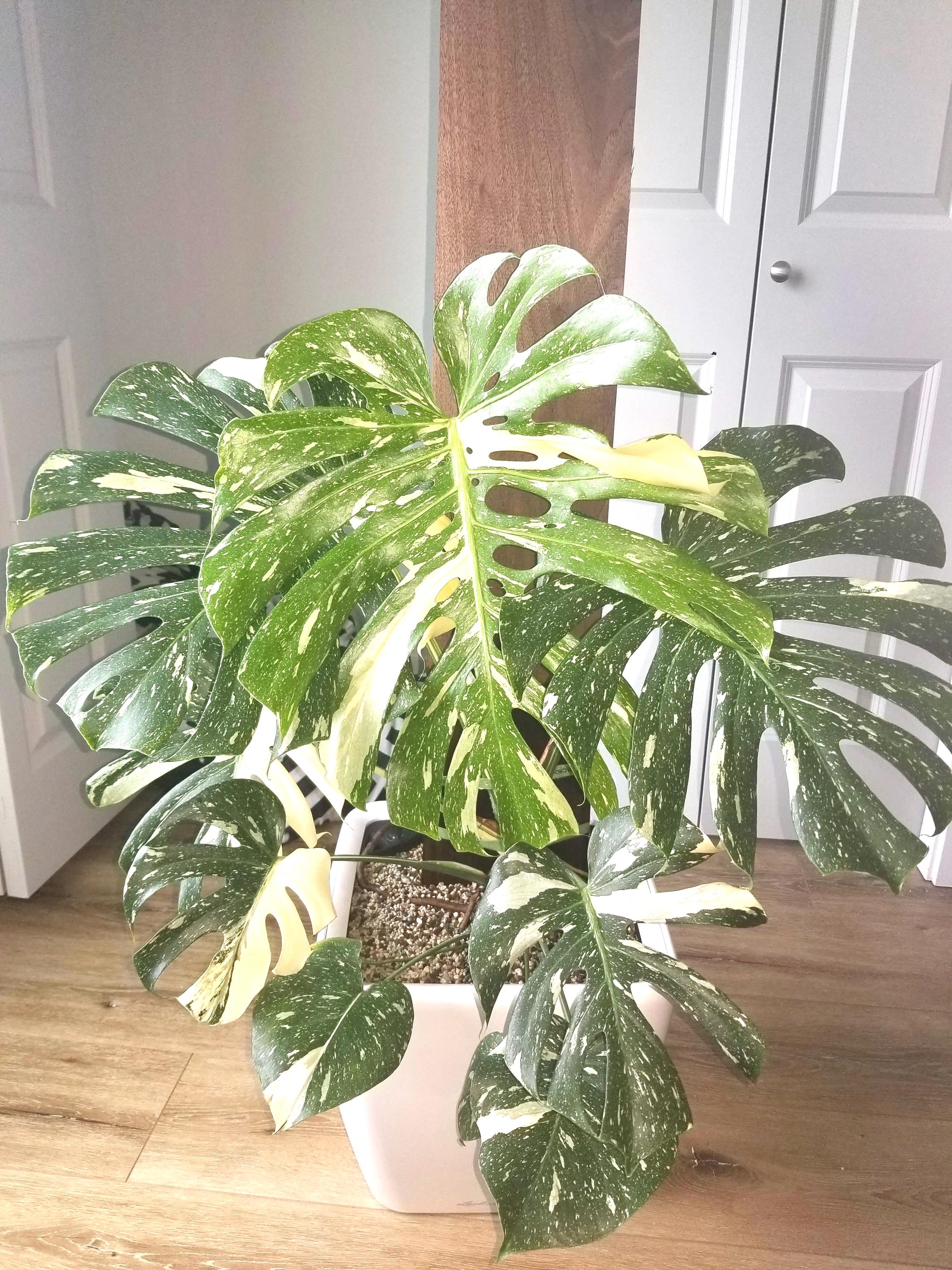 Monstera Thai Constellation 4” plant **(ALL plants require you to purchase ANY 2 plants!)**