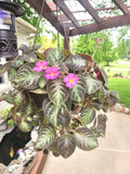 Episcia Chocolate soldier flowering African violet starter plant **(ALL plants require you to purchase ANY 2 plants!)**