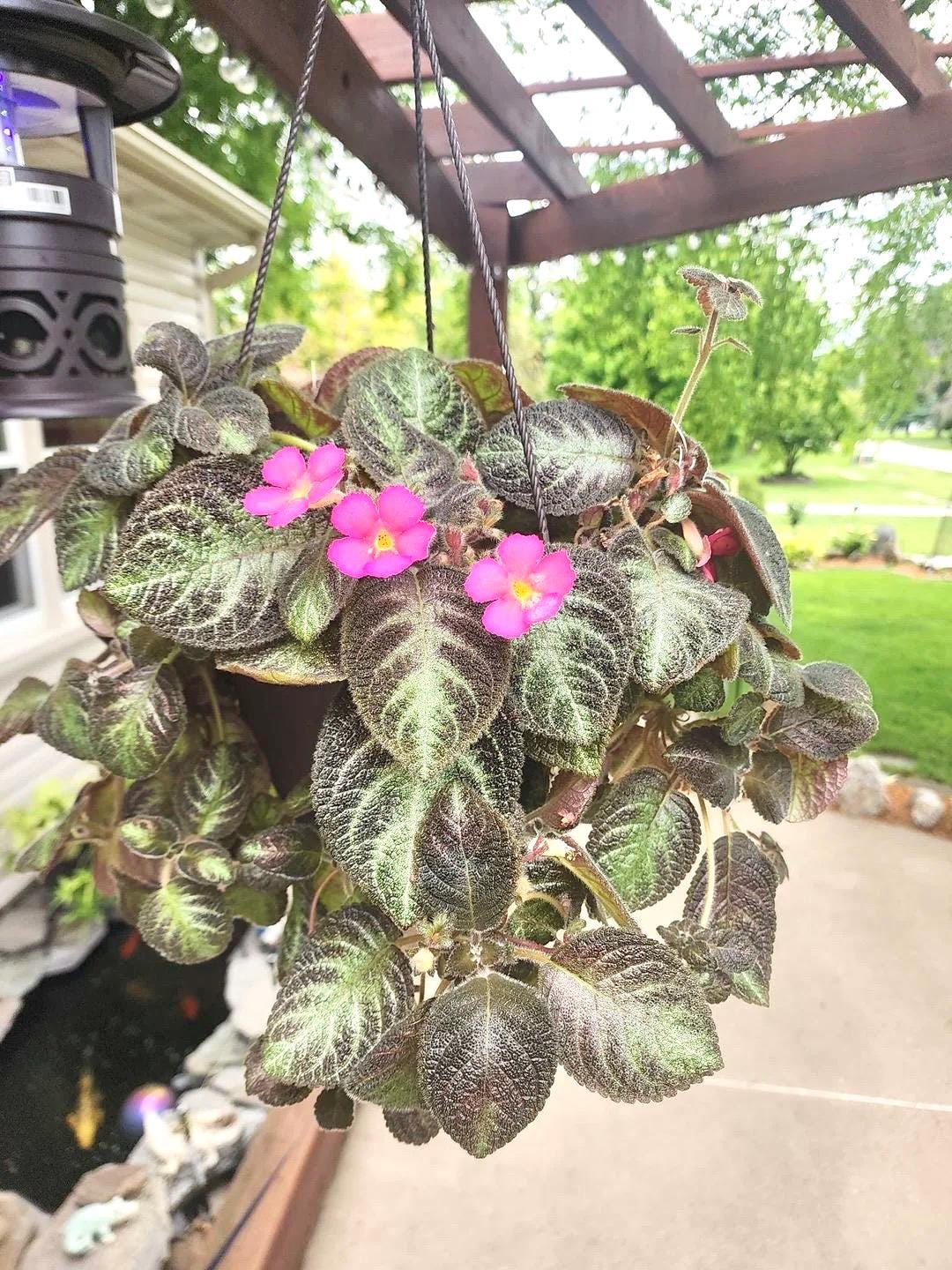 Episcia Chocolate soldier flowering African violet 4” plant **(ALL plants require you to purchase ANY 2 plants!)**