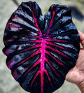 Colocasia Redemption starter plant **(ALL plants require you to purchase ANY 2 plants!)**