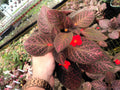 Episcia pink Gator variegated flowering (red flower) African violet 4” plant **(ALL plants require you to purchase ANY 2 plants!)**