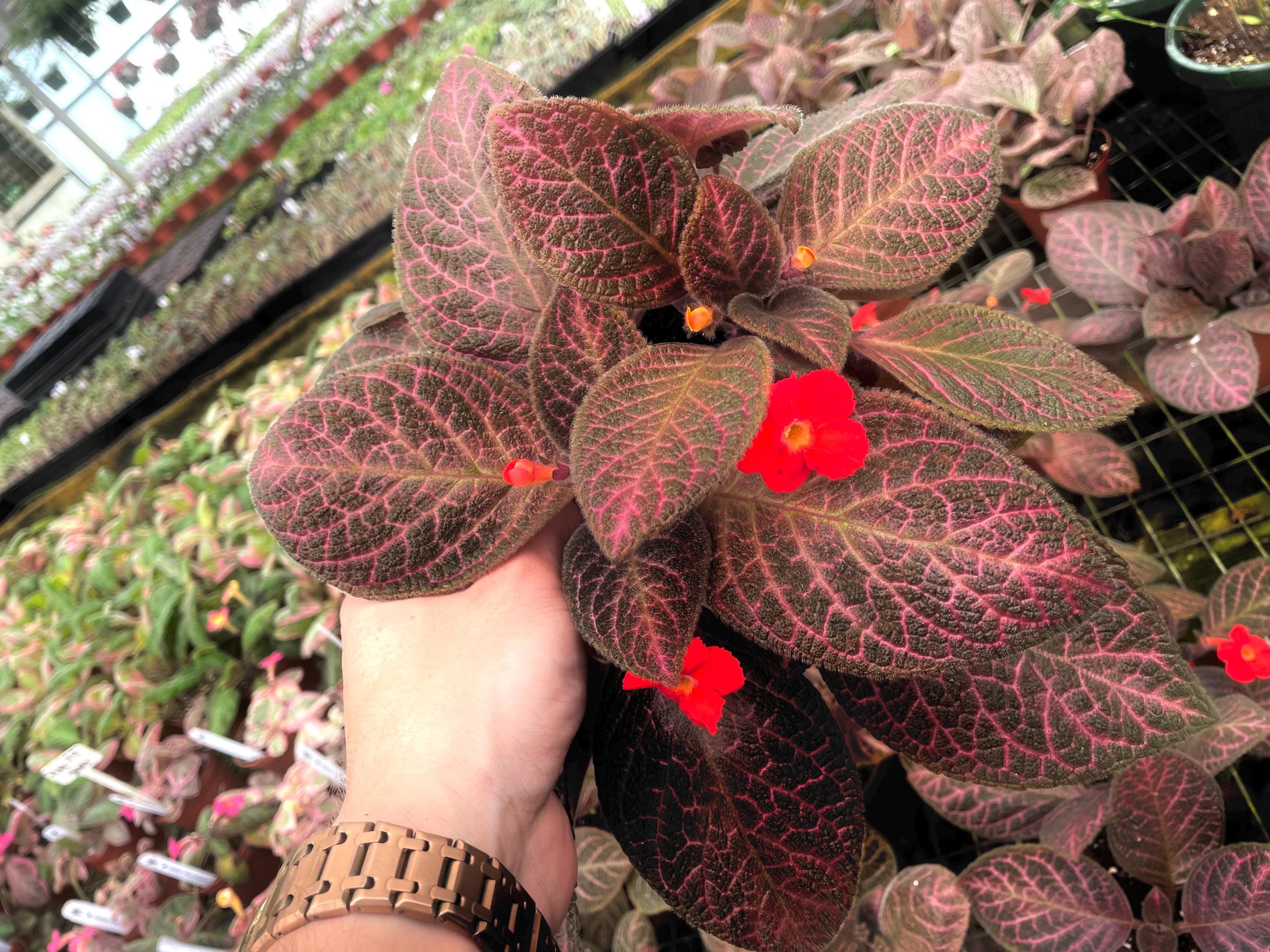 Episcia pink Gator variegated flowering (red flower) African violet 4” plant **(ALL plants require you to purchase ANY 2 plants!)**