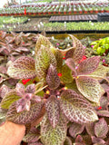 Episcia pink Acajou variegated flowering African violet 2” plant **(ALL plants require you to purchase ANY 2 plants!)**