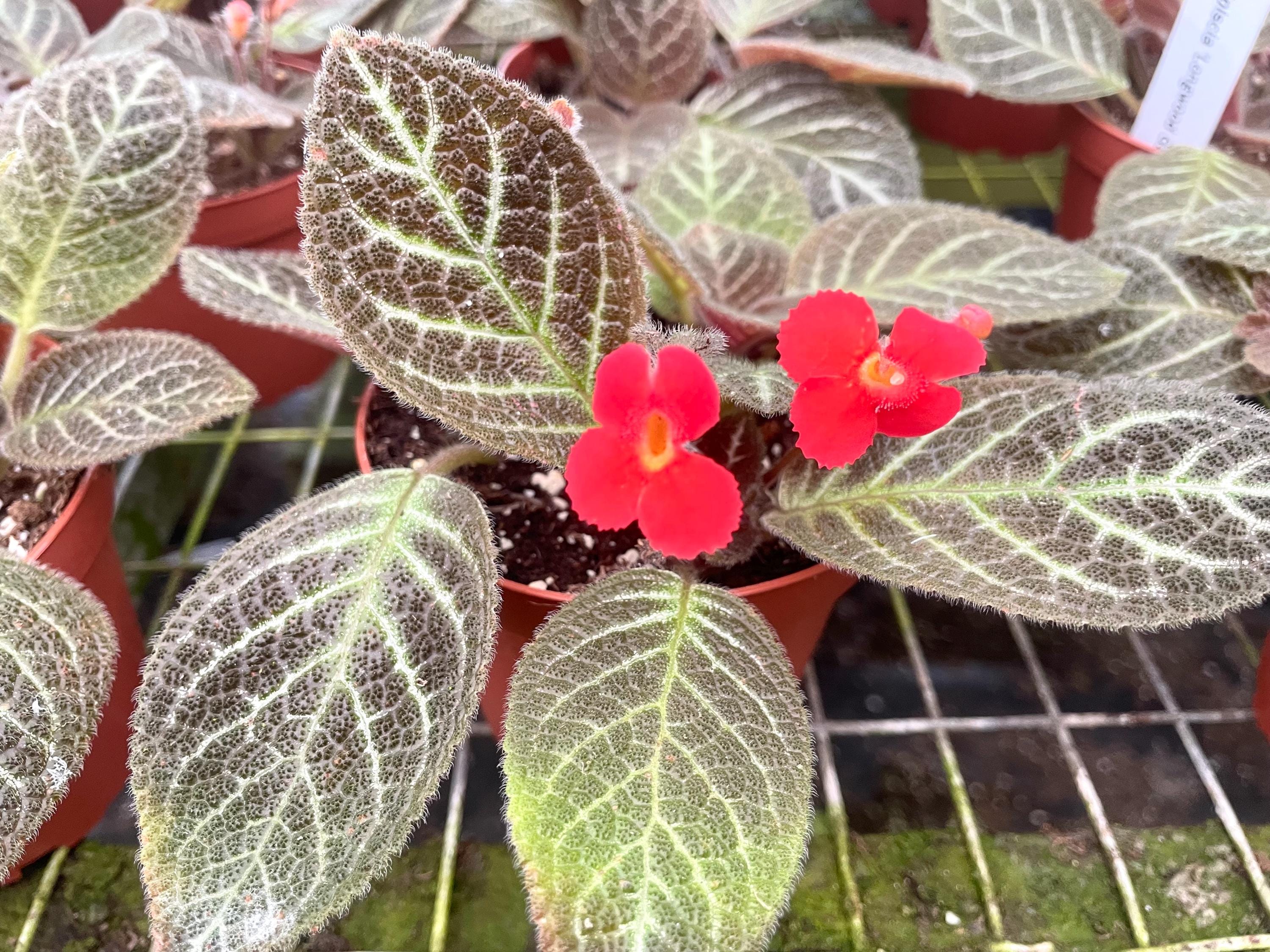 Episcia Longwood gardens flowering Flame violet starter plant **(ALL plants require you to purchase ANY 2 plants!)**