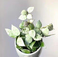 Hoya Krohniana Eskimo 2” plant **(ALL plants require you to purchase ANY 2 plants!)**