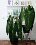 Philodendron Black Gold starter plant **(ALL plants require you to purchase ANY 2 plants!)**