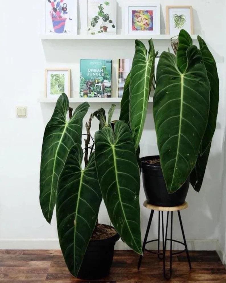 Philodendron Melanochrysum starter plant **(ALL plants require you to purchase ANY 2 plants!)**
