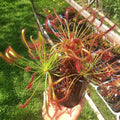 Drosera Capensis “octopus plant” starter plant **(ALL plants require you to purchase ANY 2 plants!)**