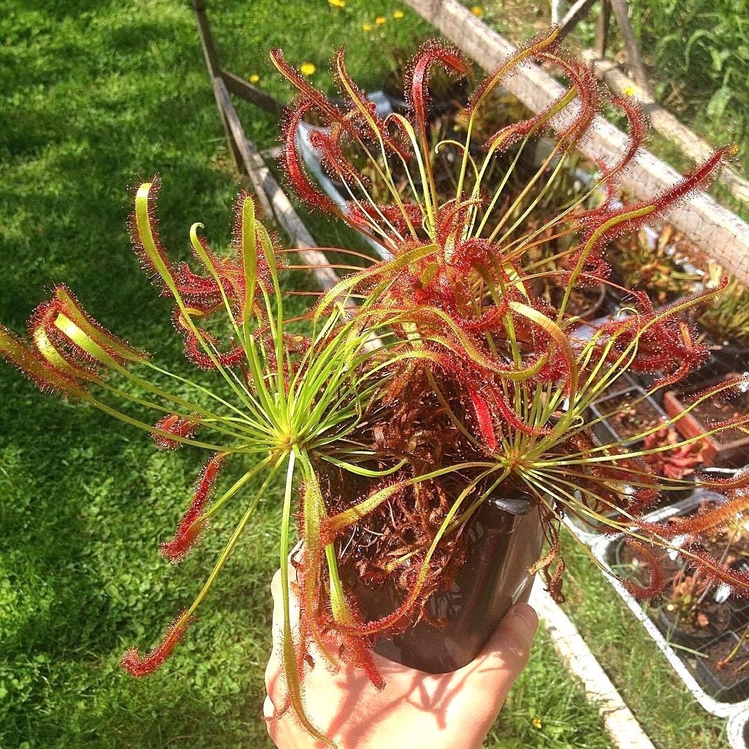 Drosera Capensis “octopus plant” starter plant **(ALL plants require you to purchase ANY 2 plants!)**